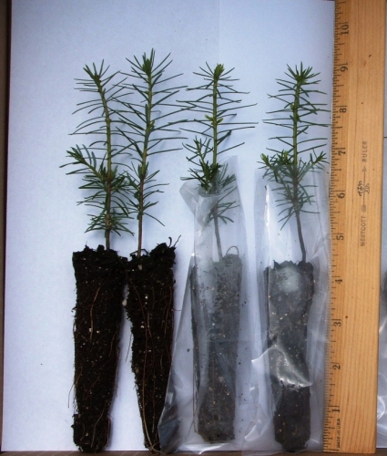 Balsam Fir Plug Seedlings From The Evergreen Nursery On Redrock Farm