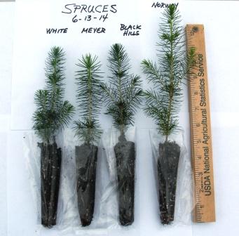 blue spruce seedlings