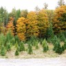 FALL FOLIAGE PICTORAL TOUR OF REDROCK FARM