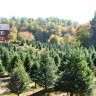 FALL FOLIAGE PICTORAL TOUR OF REDROCK FARM